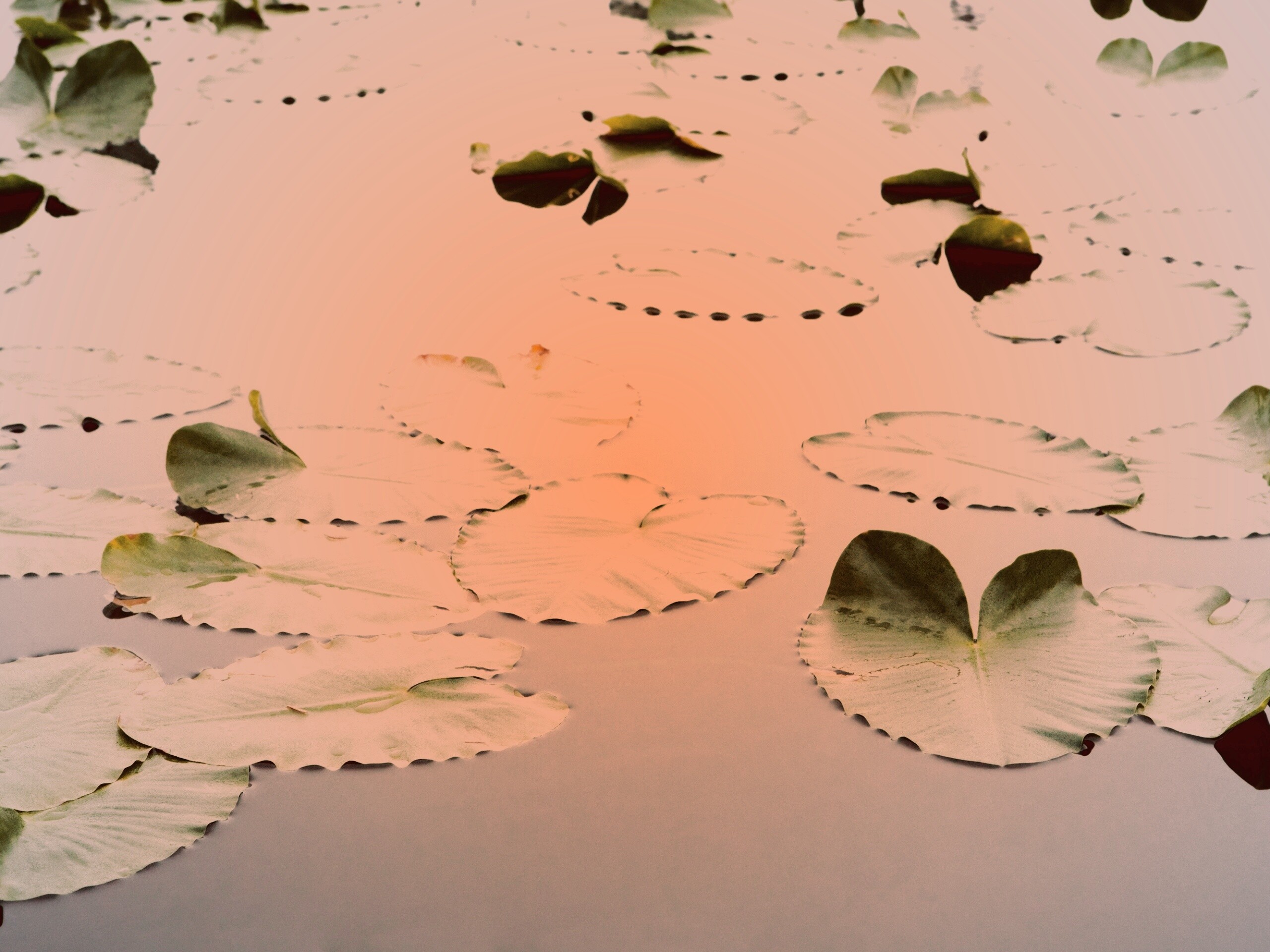 Плавающие листья обои