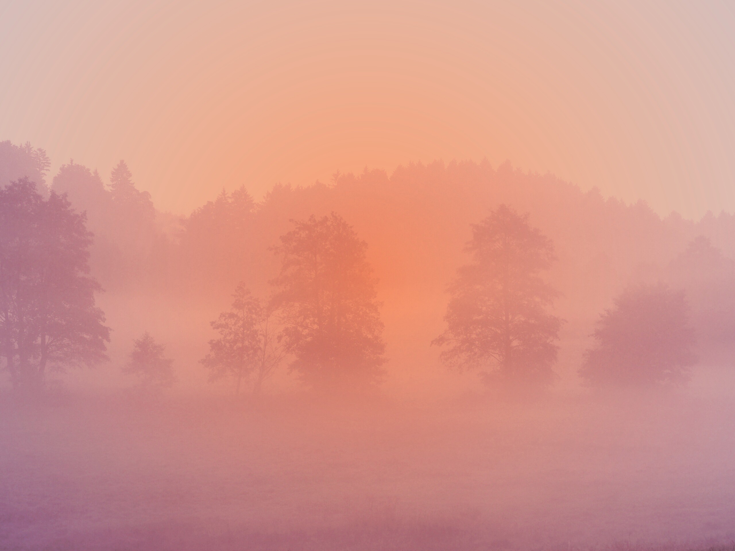 Розовый лес обои