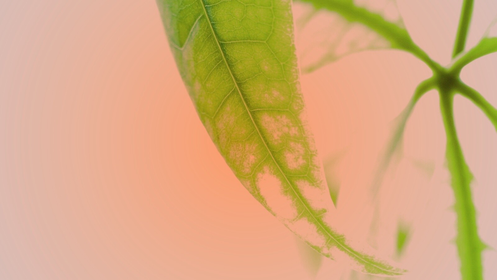 Зеленый листок обои