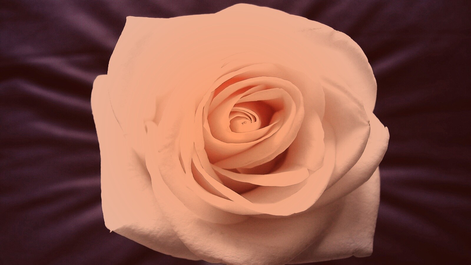 Белая роза обои