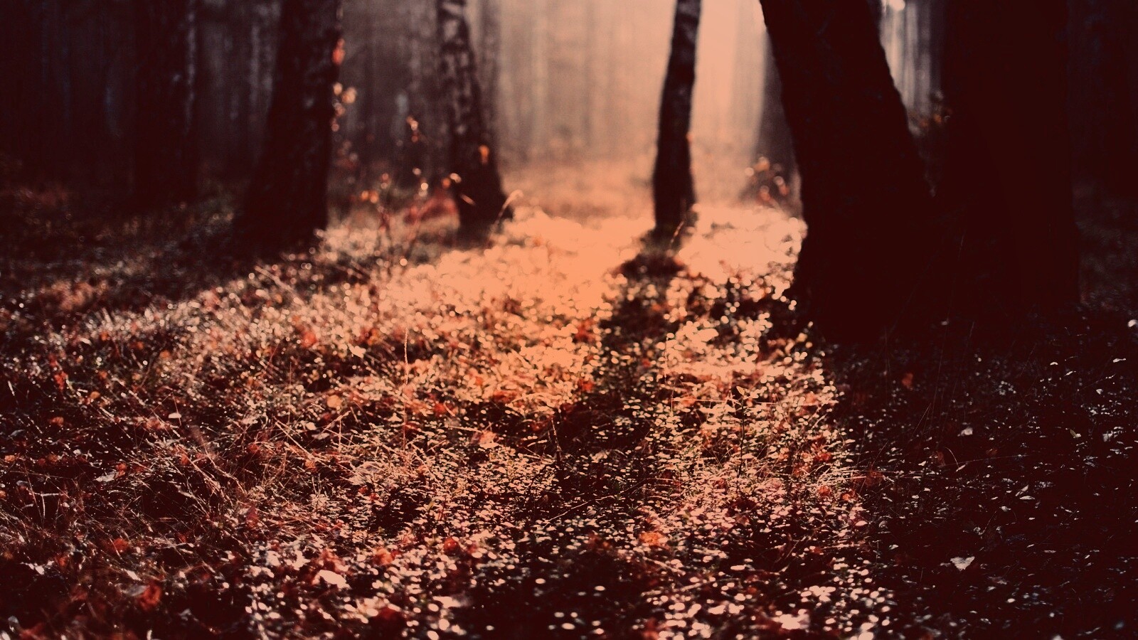 Лесная земля обои