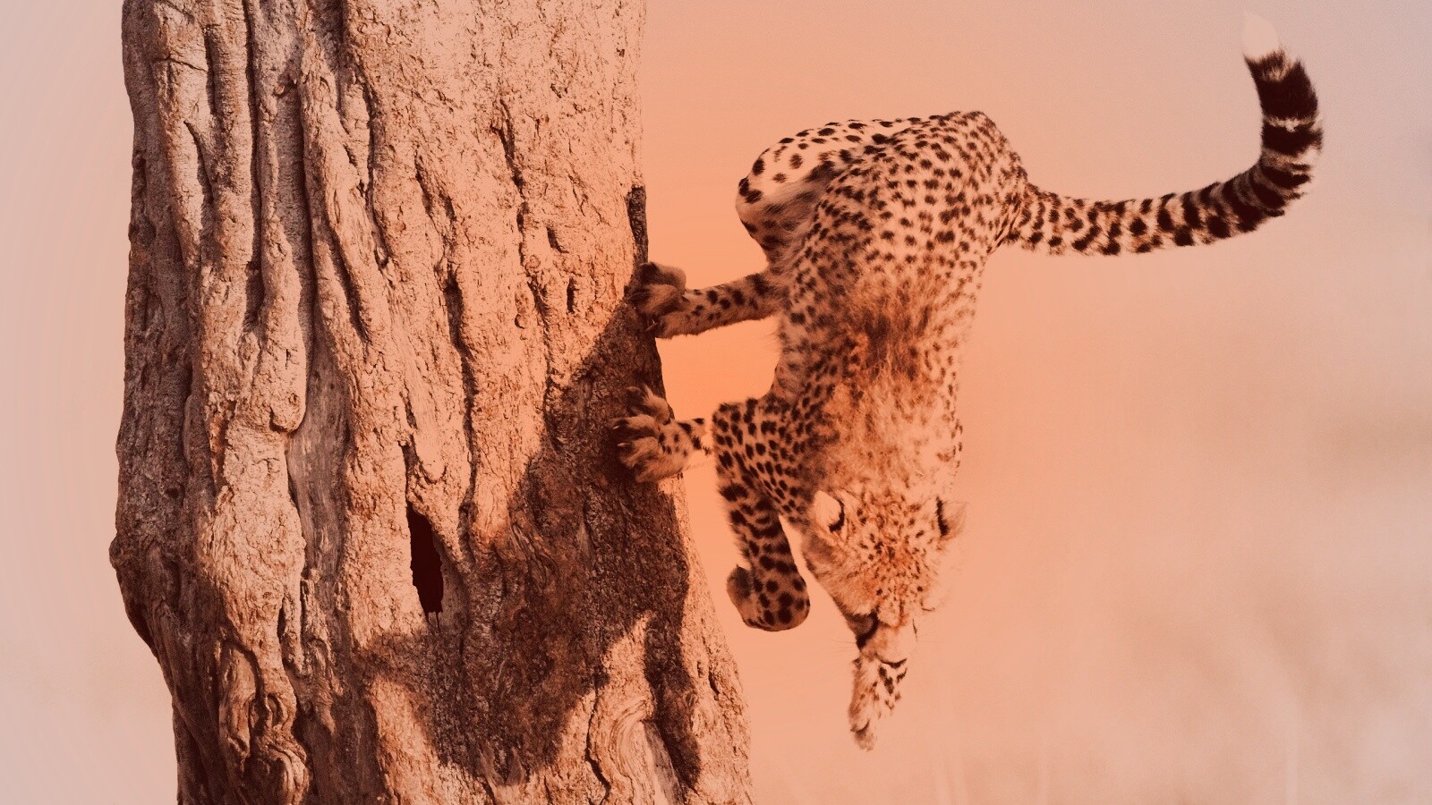 Скалолаз обои