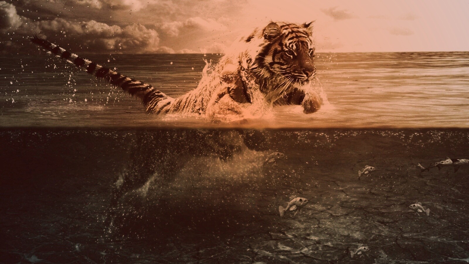 Тигр купается обои