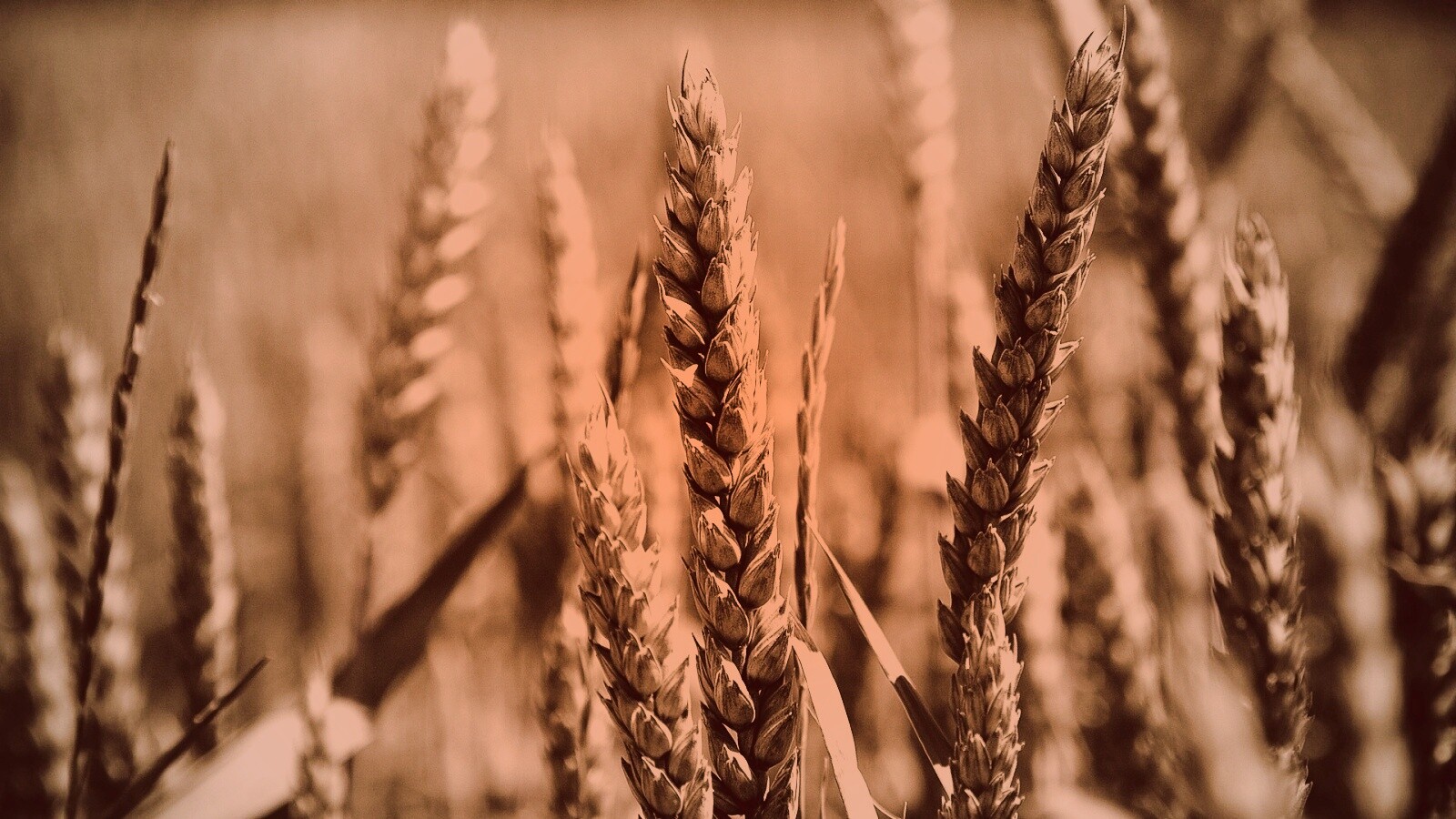 Молодые пшеничные колосья обои