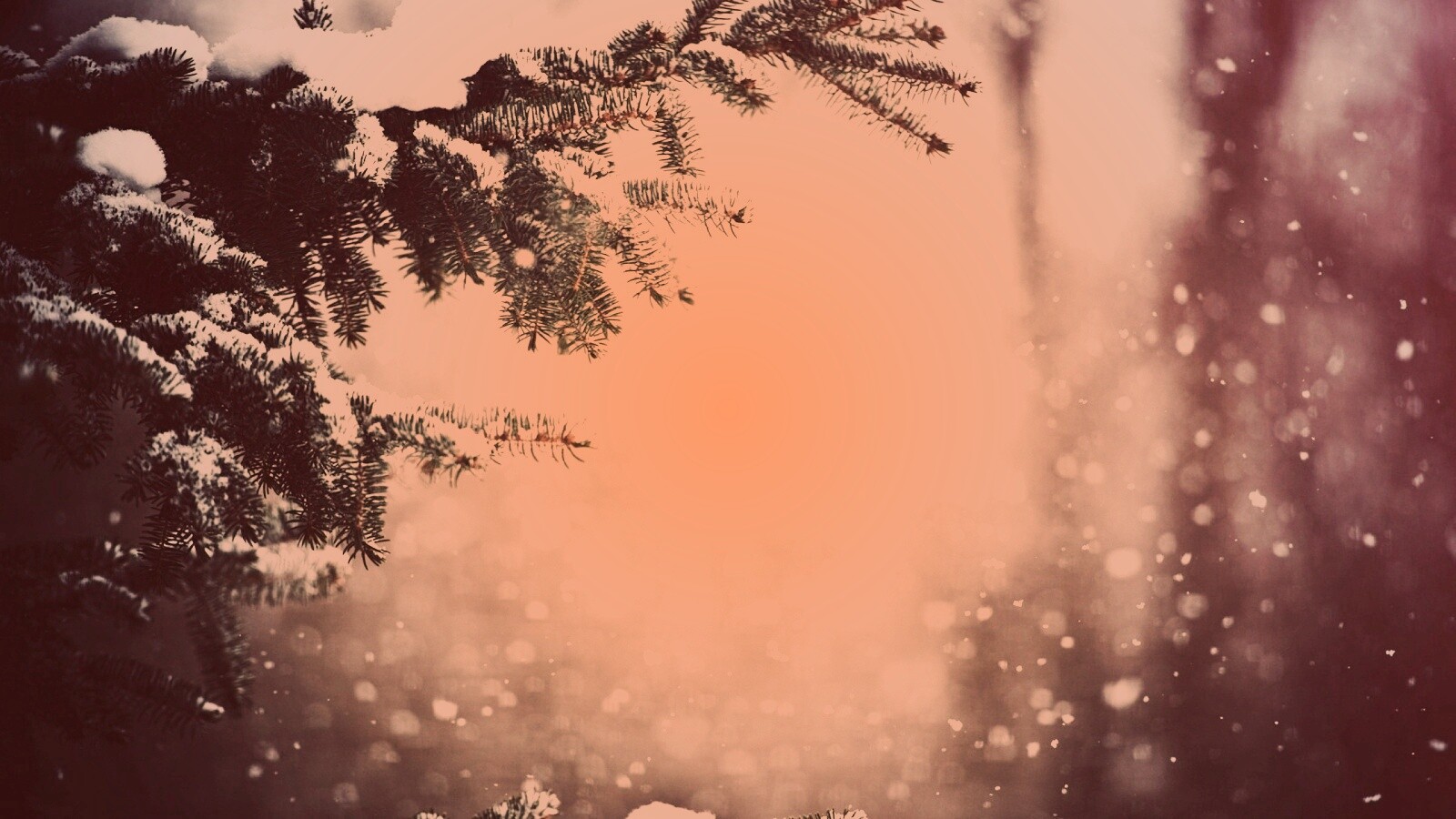 Еловые лапы в снегу обои