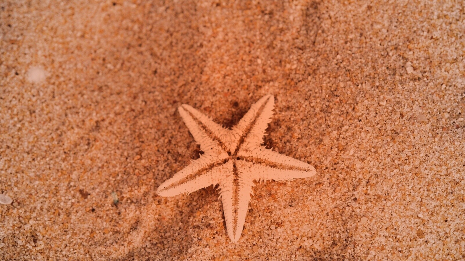 Морская звезда на песке обои