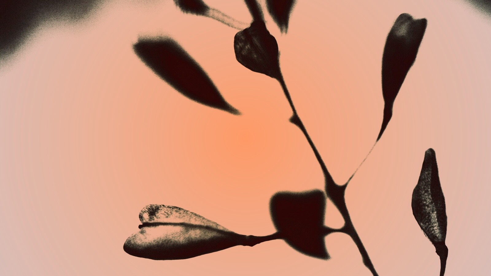 Усыхающие листья обои