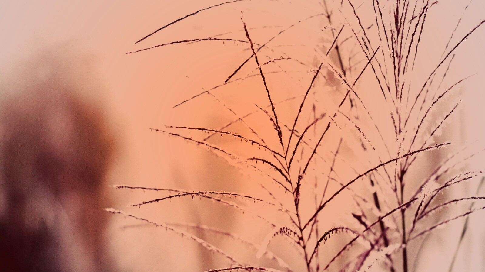 Макро фото растения обои