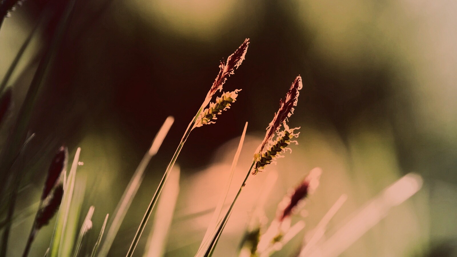 Макро фото луговой травы обои