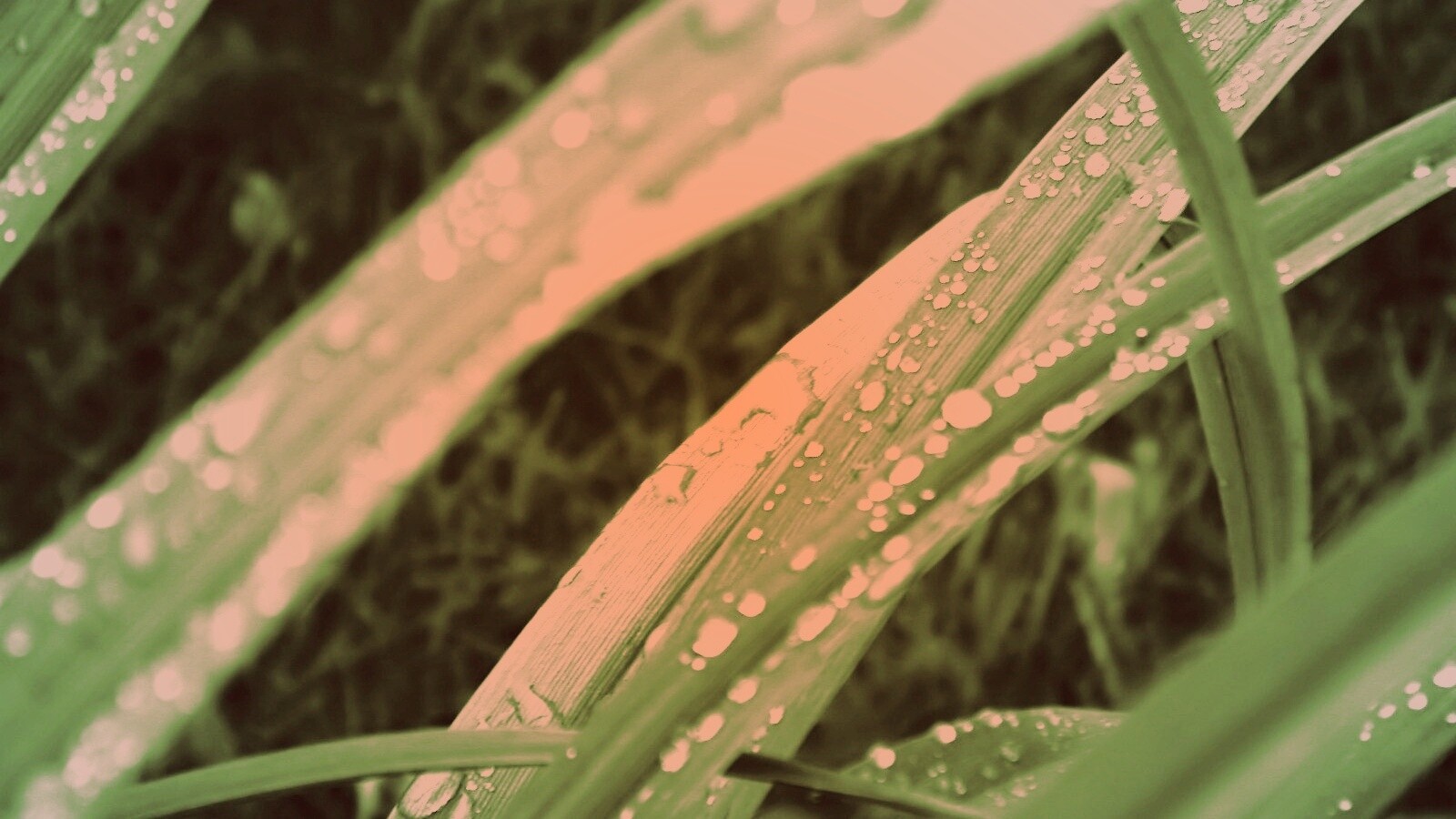 Роса на траве обои