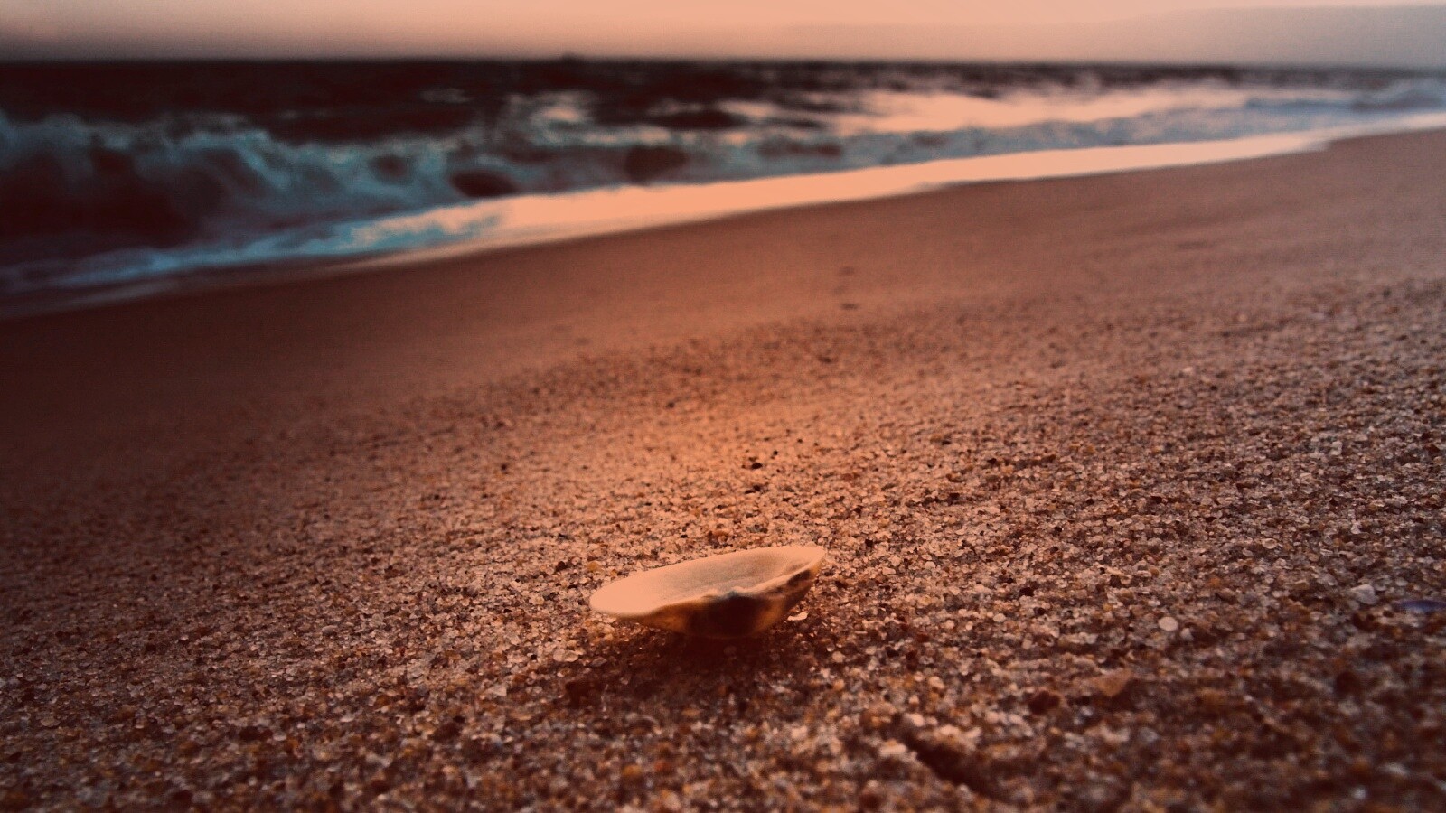 Ракушка не песчанном берегу обои