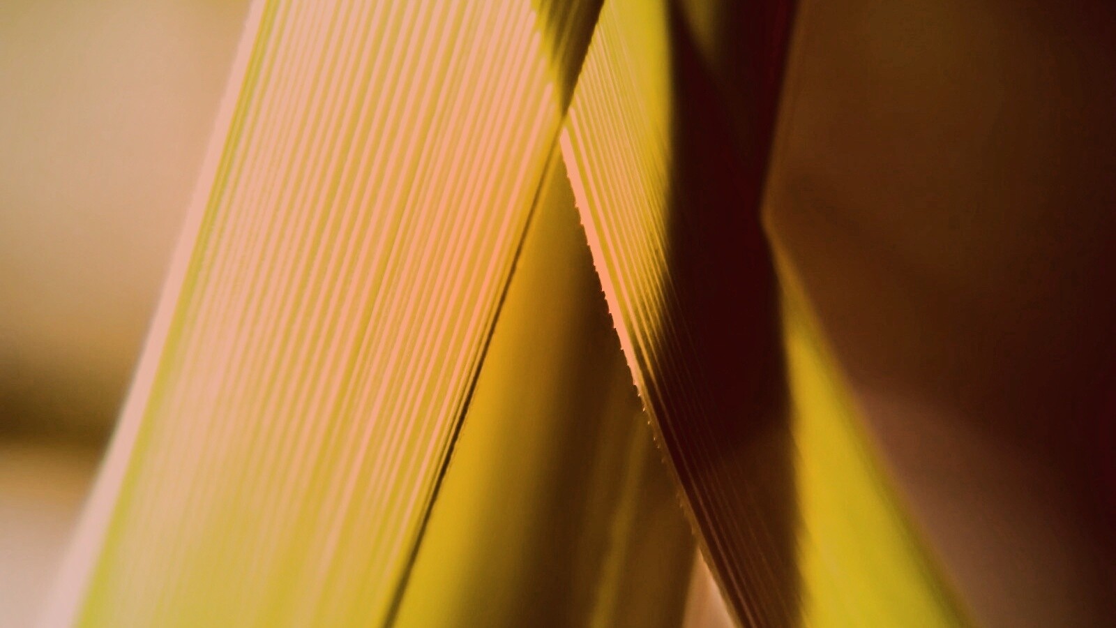 Травинки на свету обои