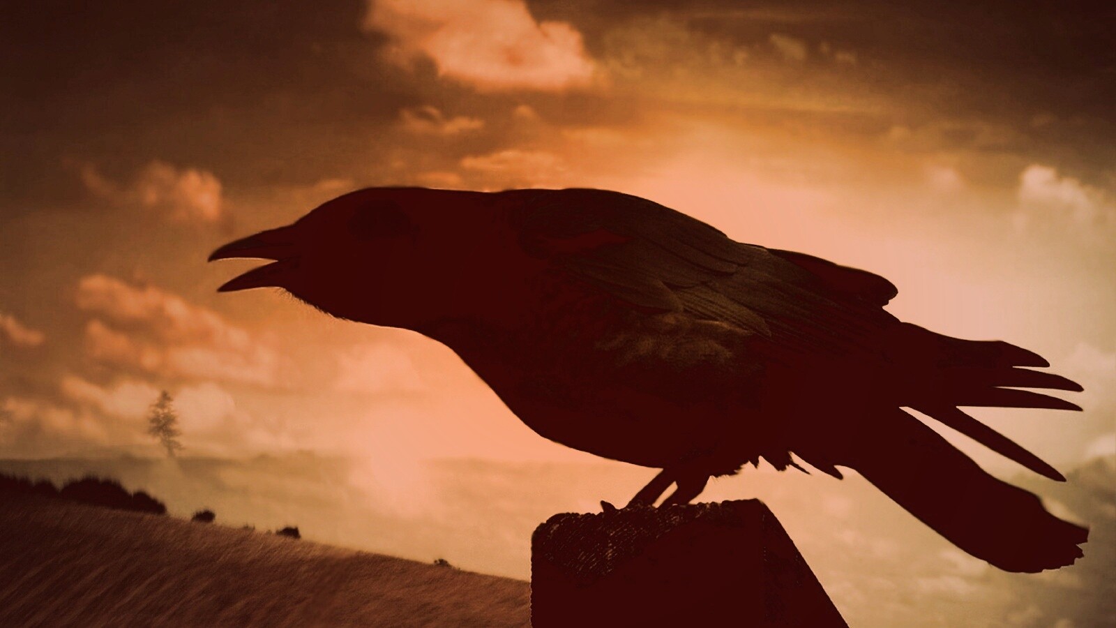 Чёрный ворон обои