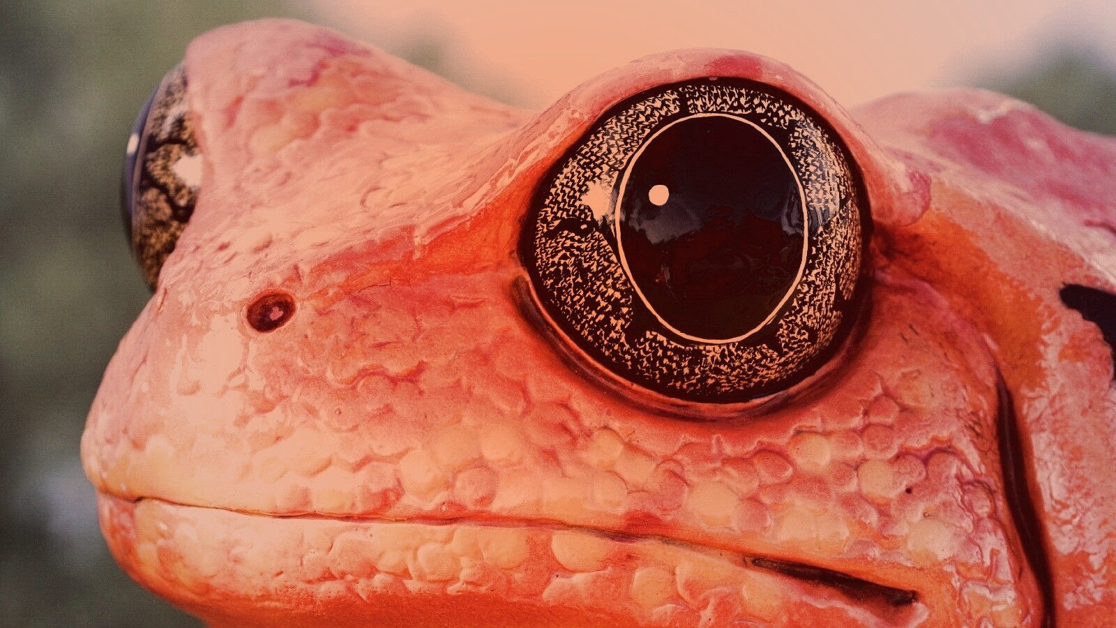 Красная лягушка обои