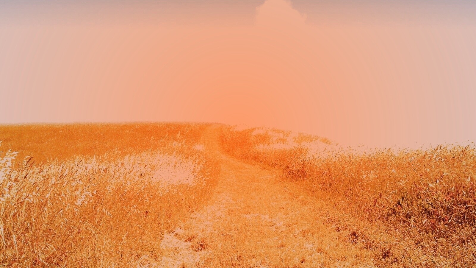 Золоте поле обои