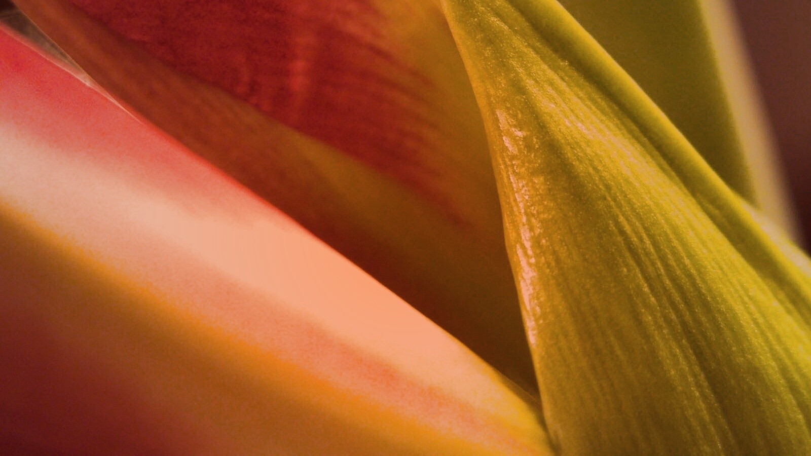 Макро фото цветка обои