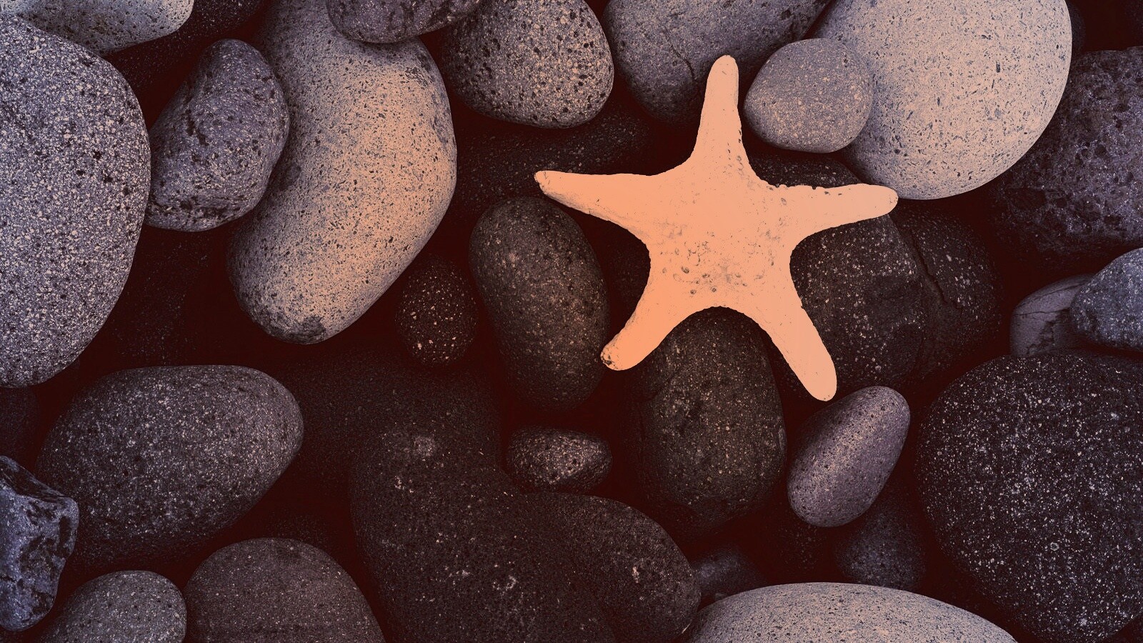Звезда на морской гальке обои