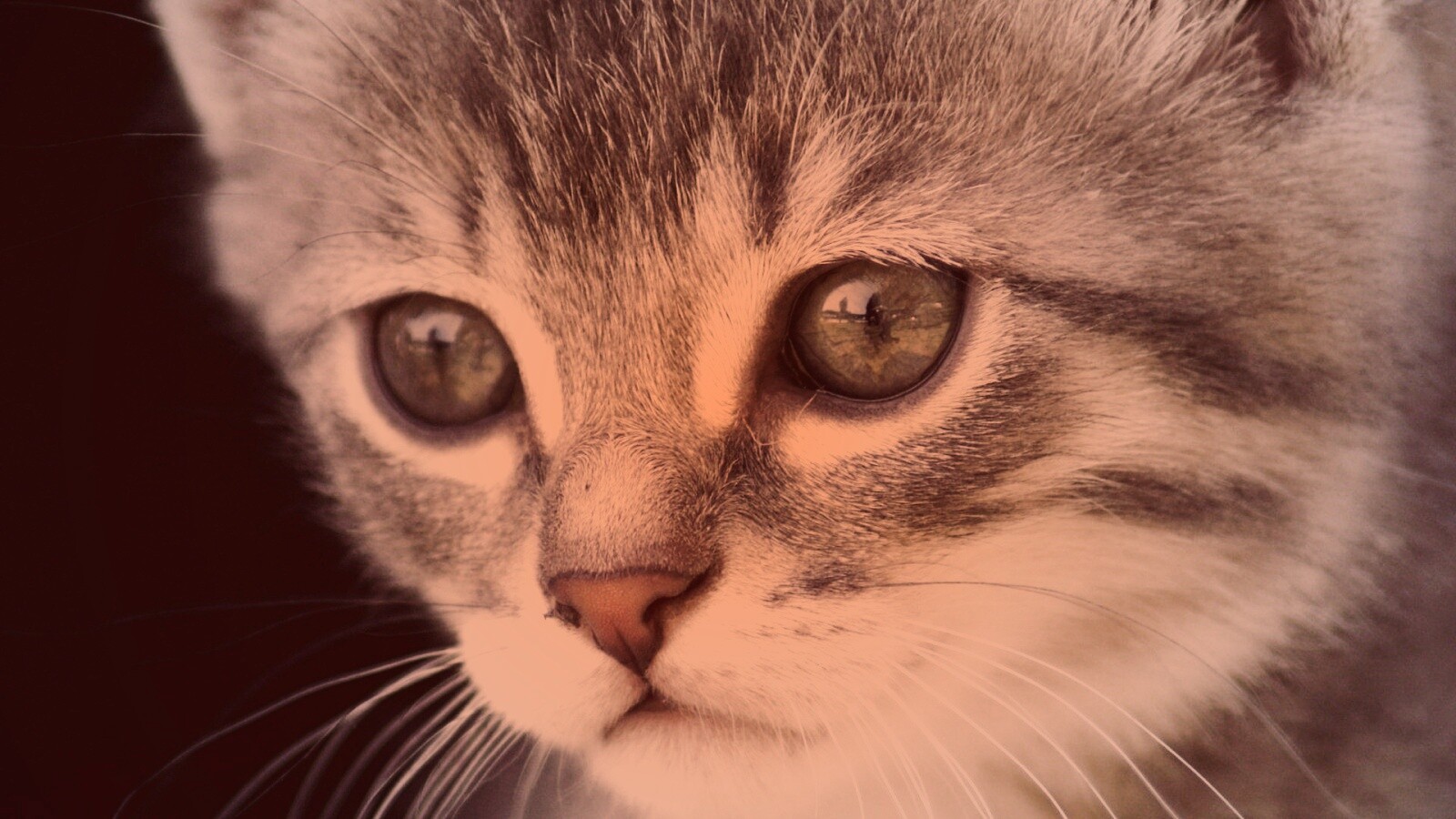 Мордочка котёнка обои