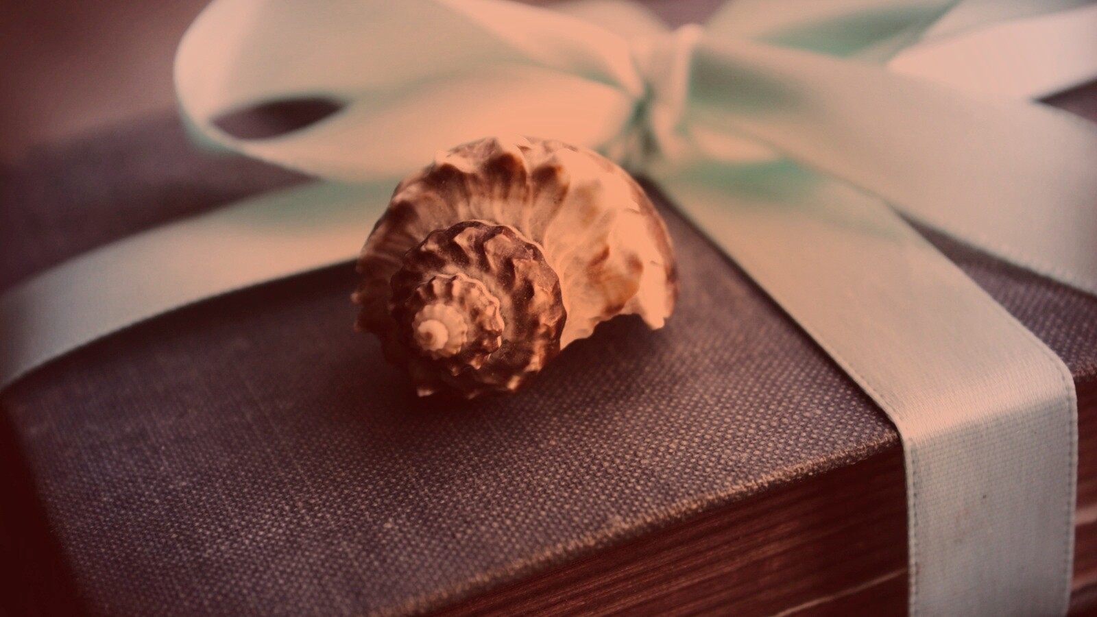 Ракушка на подарочном альбоме обои