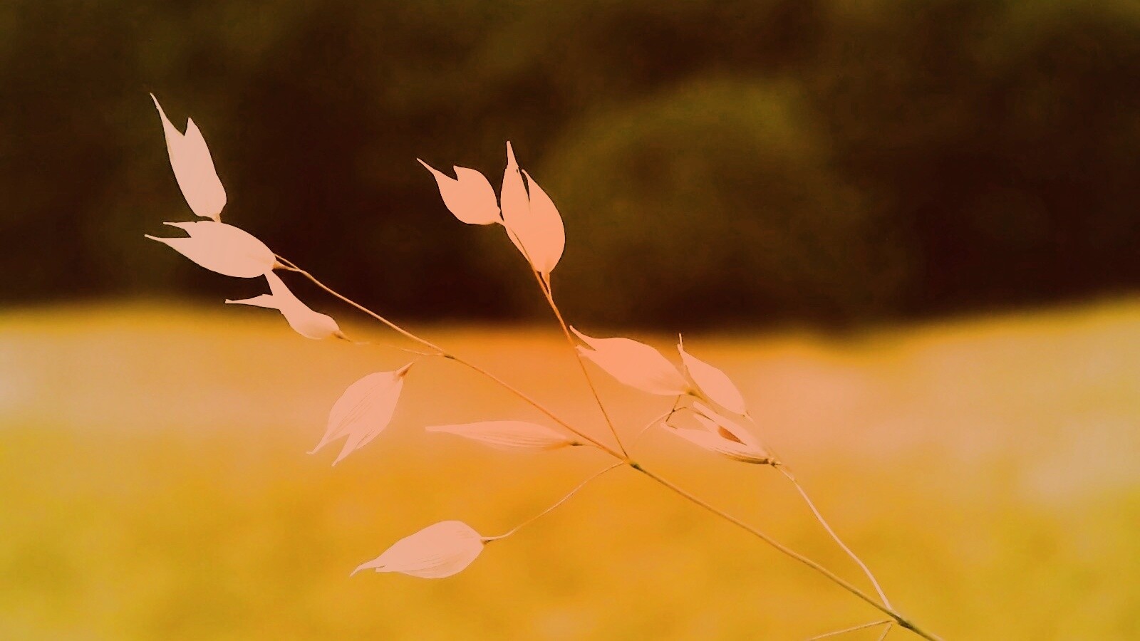 Белые полевые цветочки обои