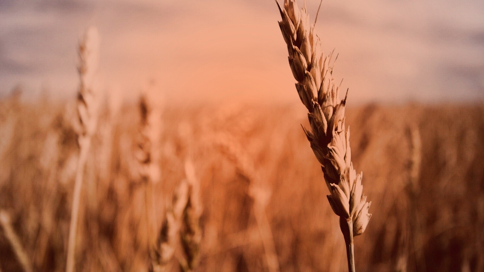 Колосок обои