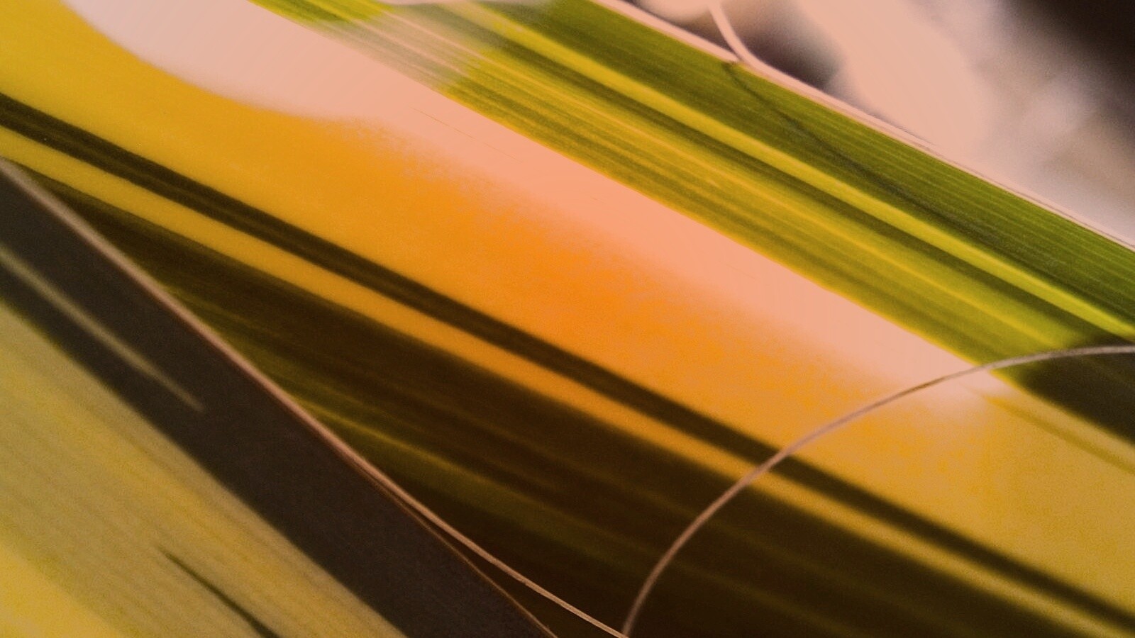 Желто-зеленые травинки обои