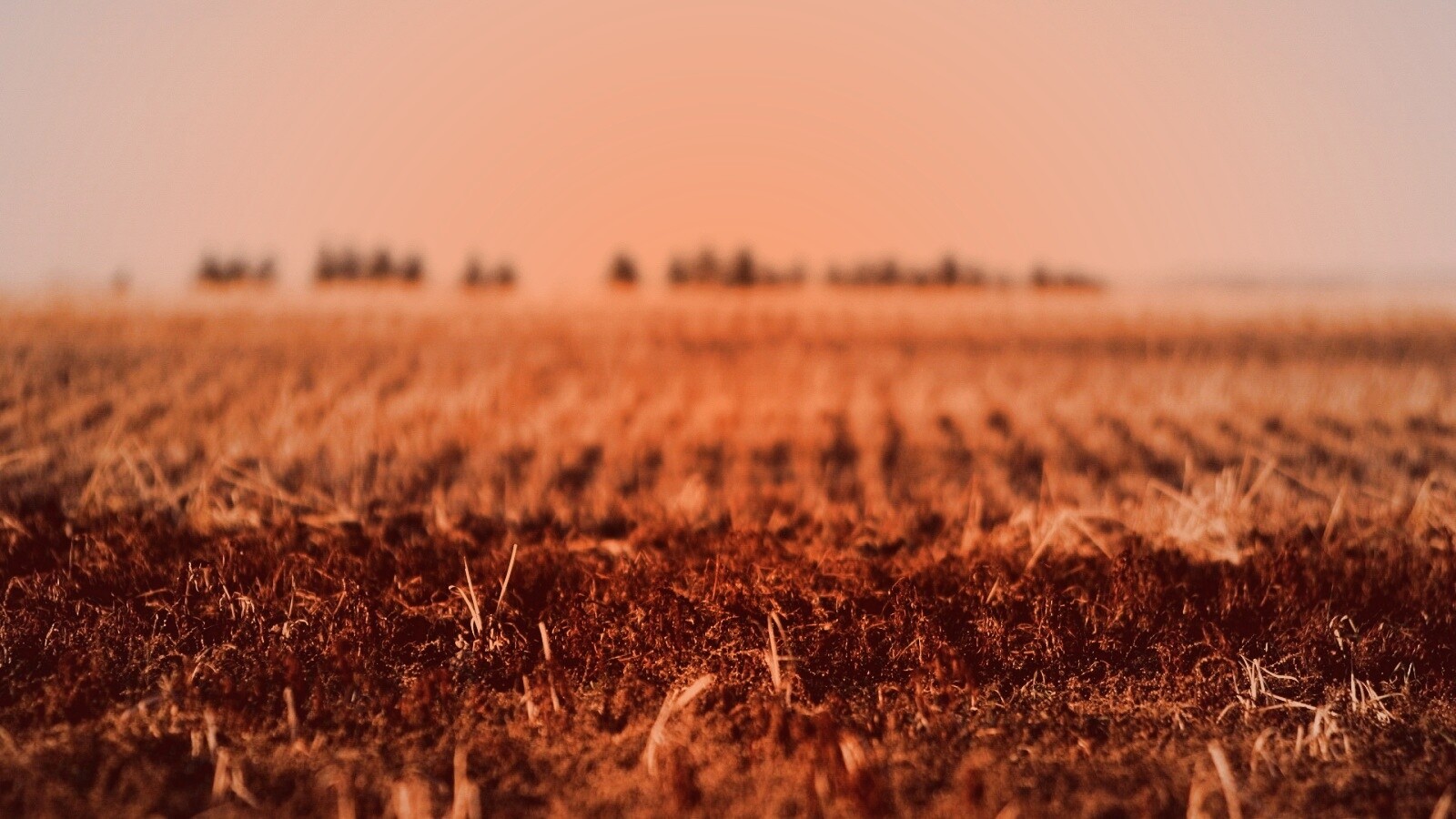 Поле перед вспашкой обои