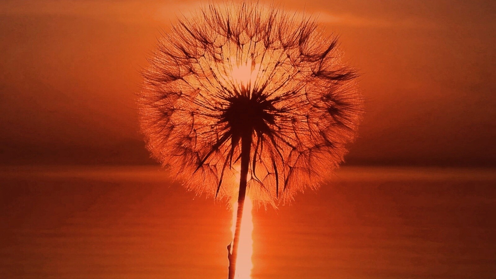 Одуванчик на закател обои