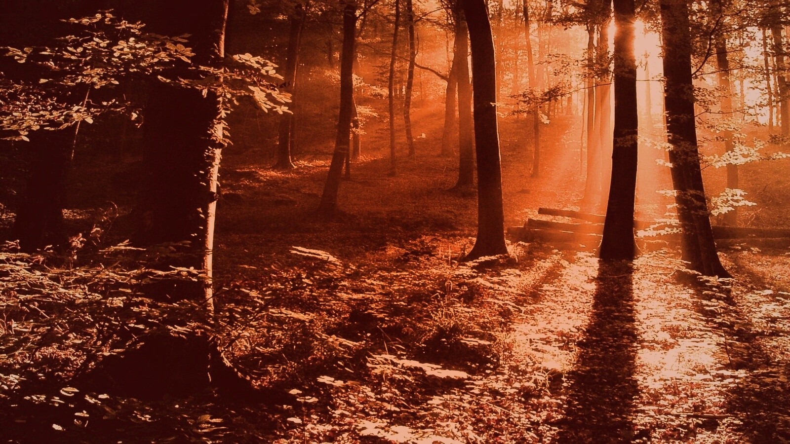 Лес в золотом сиянии обои