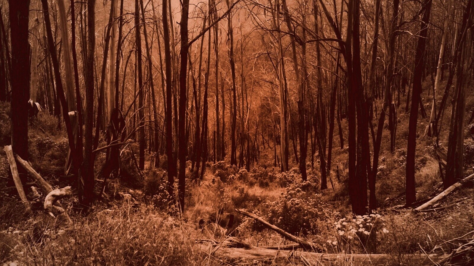 Мрачная чаща обои