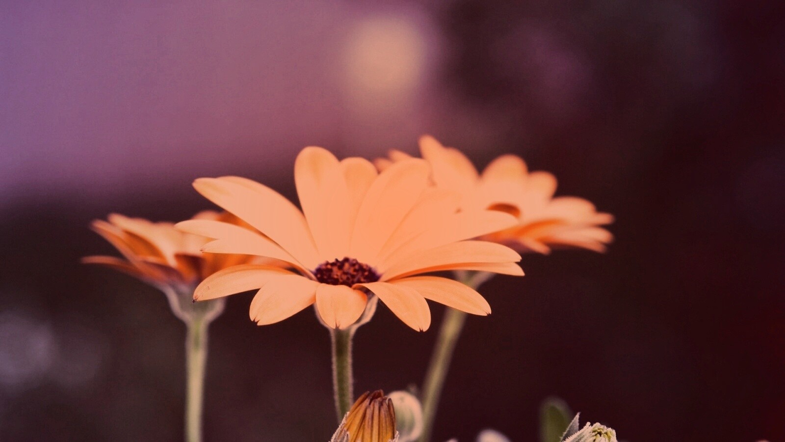 Три желтых цветка обои