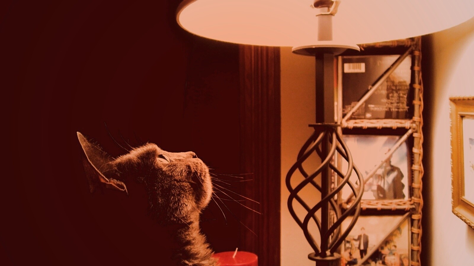 Кот смотрит под торшер обои