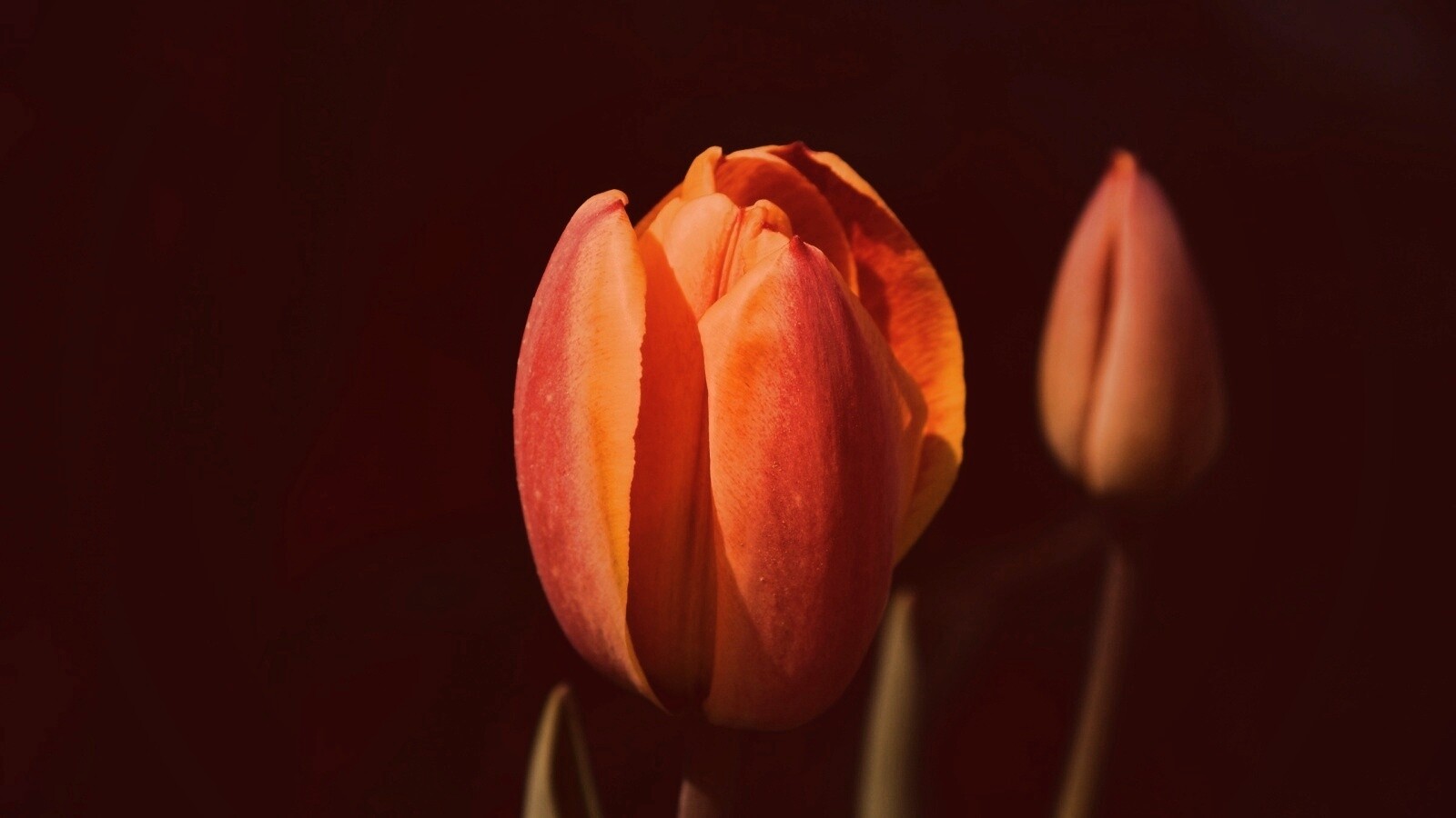 Распускающийся тюльпан обои