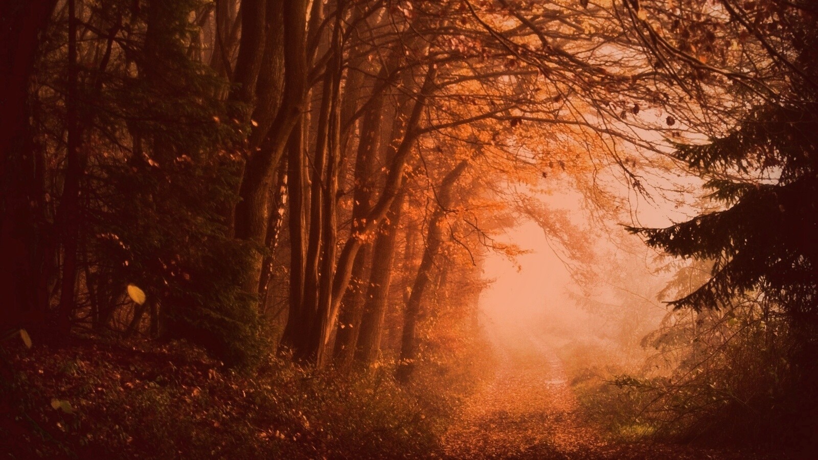 Дорожка заваленная листьями обои