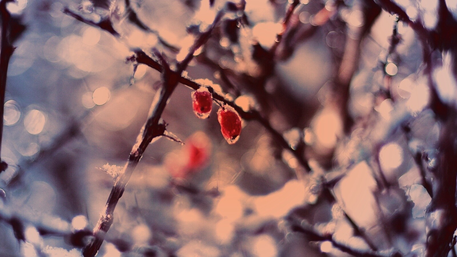 Замерзшие ягоды обои