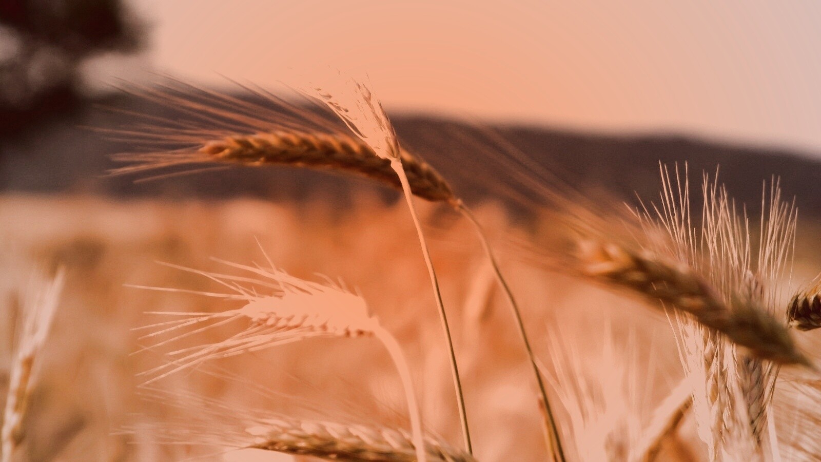Колоски на ветру обои