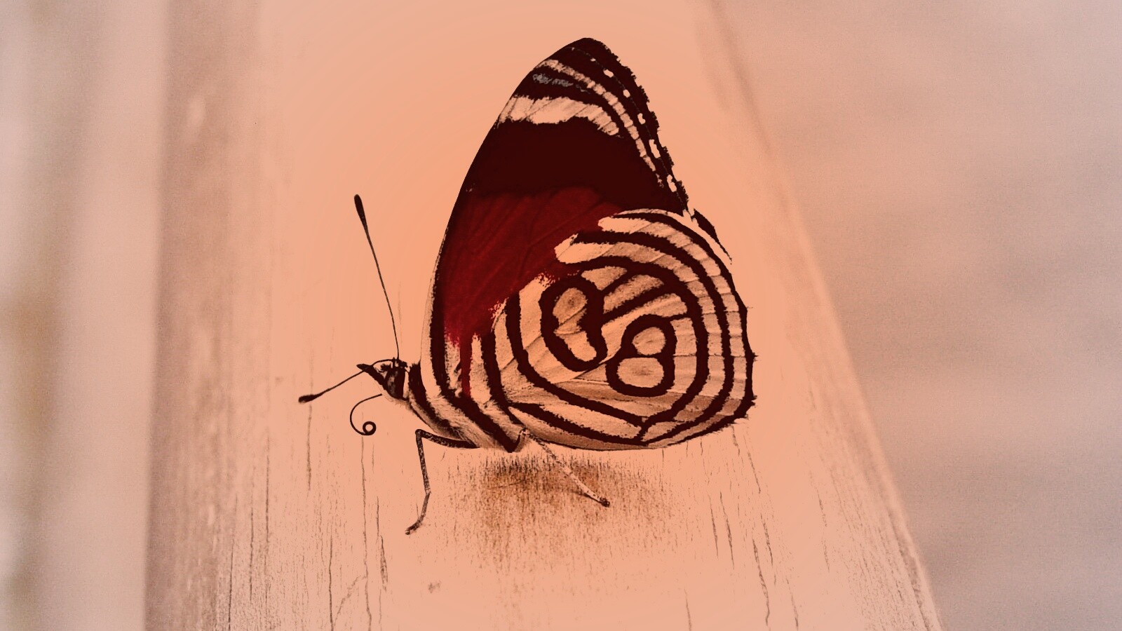 Бабочка на бревне обои