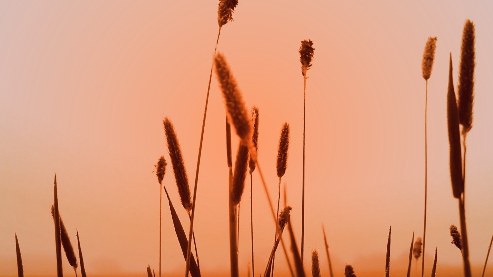 Травинки на закате обои