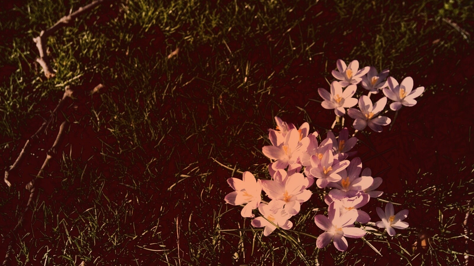 Фиалки на траве обои