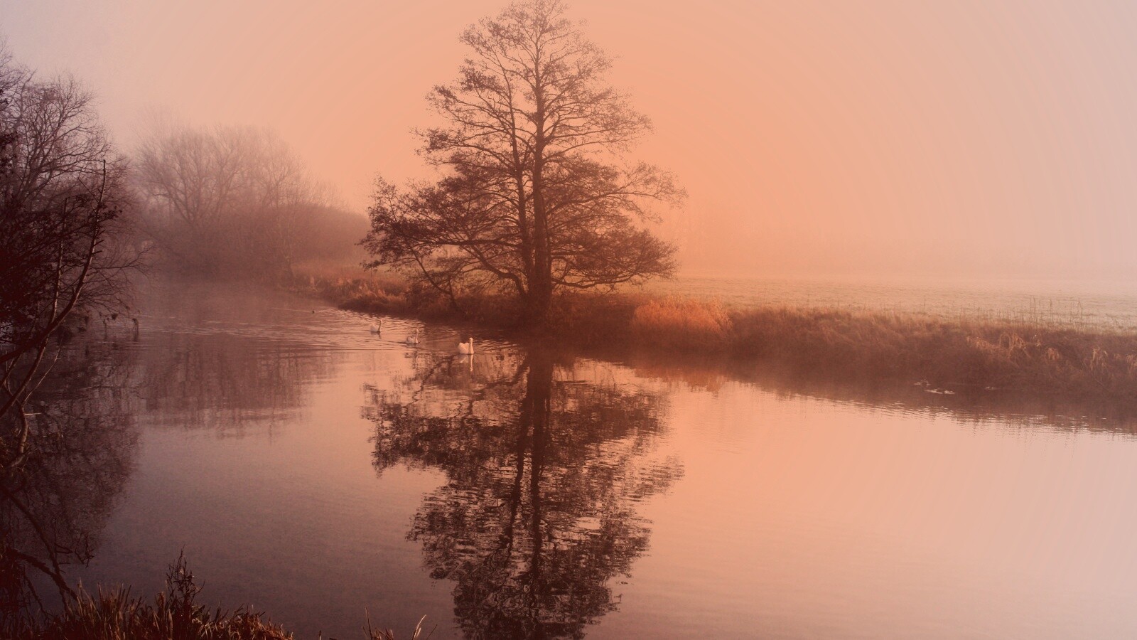 Дерево в тумане обои