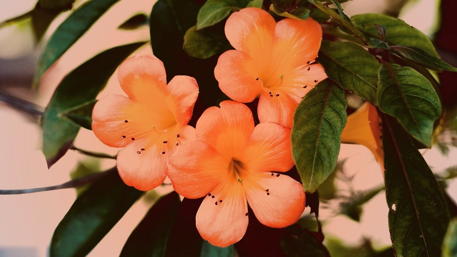 Оранжевые цветочки обои