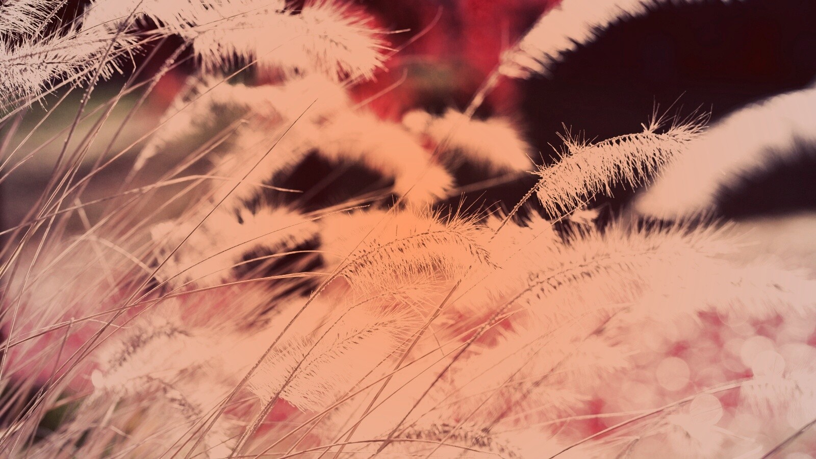 Травинки на ветру обои