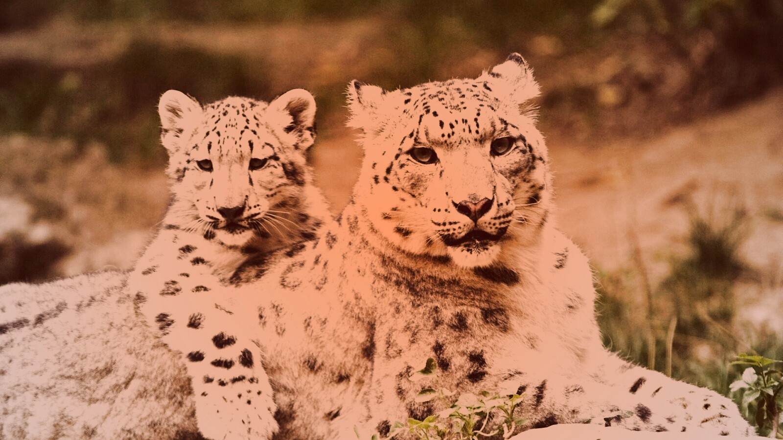 Самка снежного барса с котенком обои