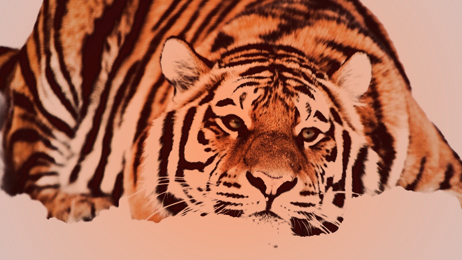 Тигр в снегу обои