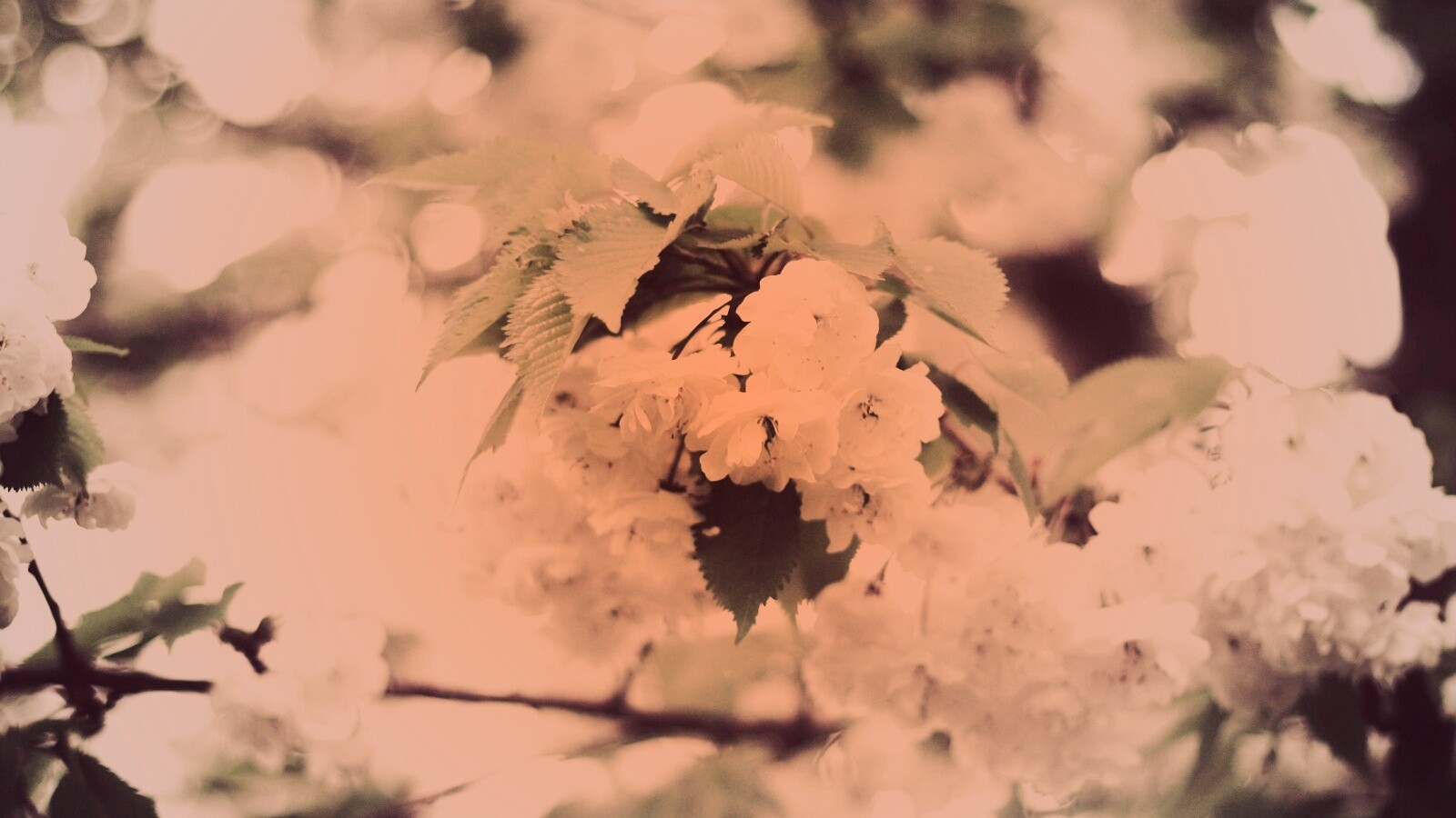 Цветущее дерево обои