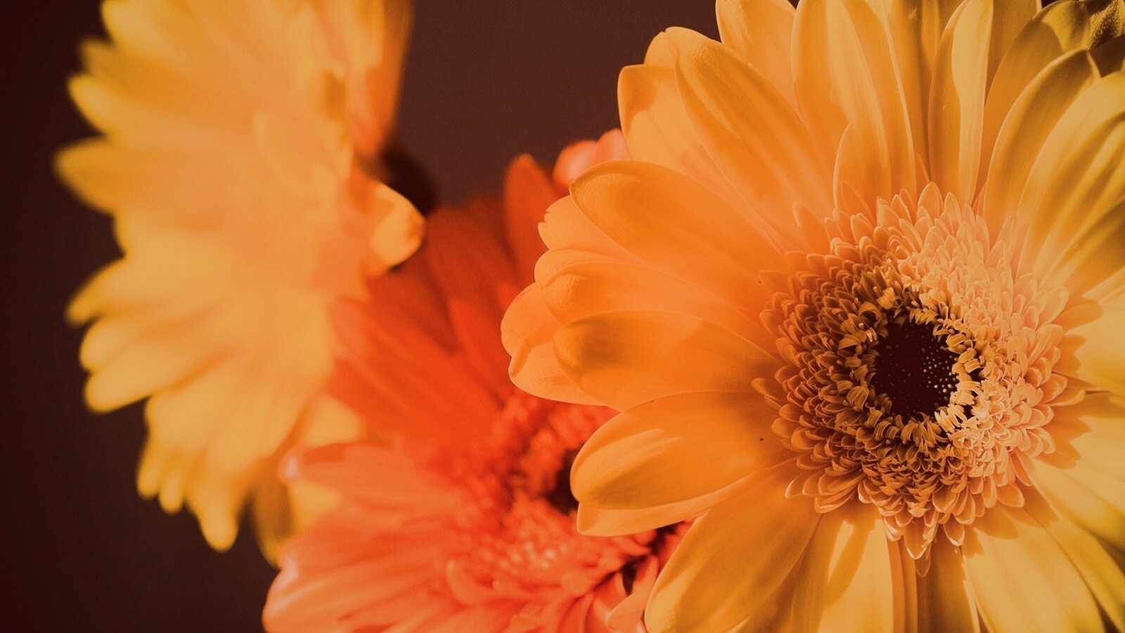 Желтый гербер обои