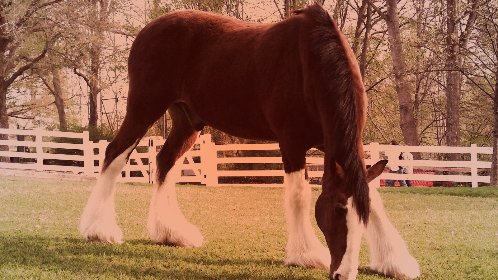 Лошадь с лохматыми ногами обои