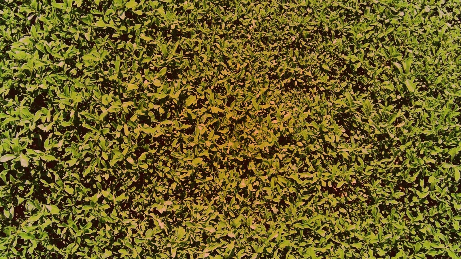 Чайные листья обои