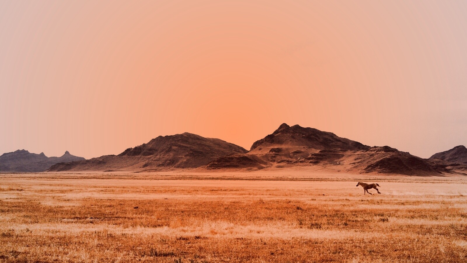 Мустанг в прериях обои