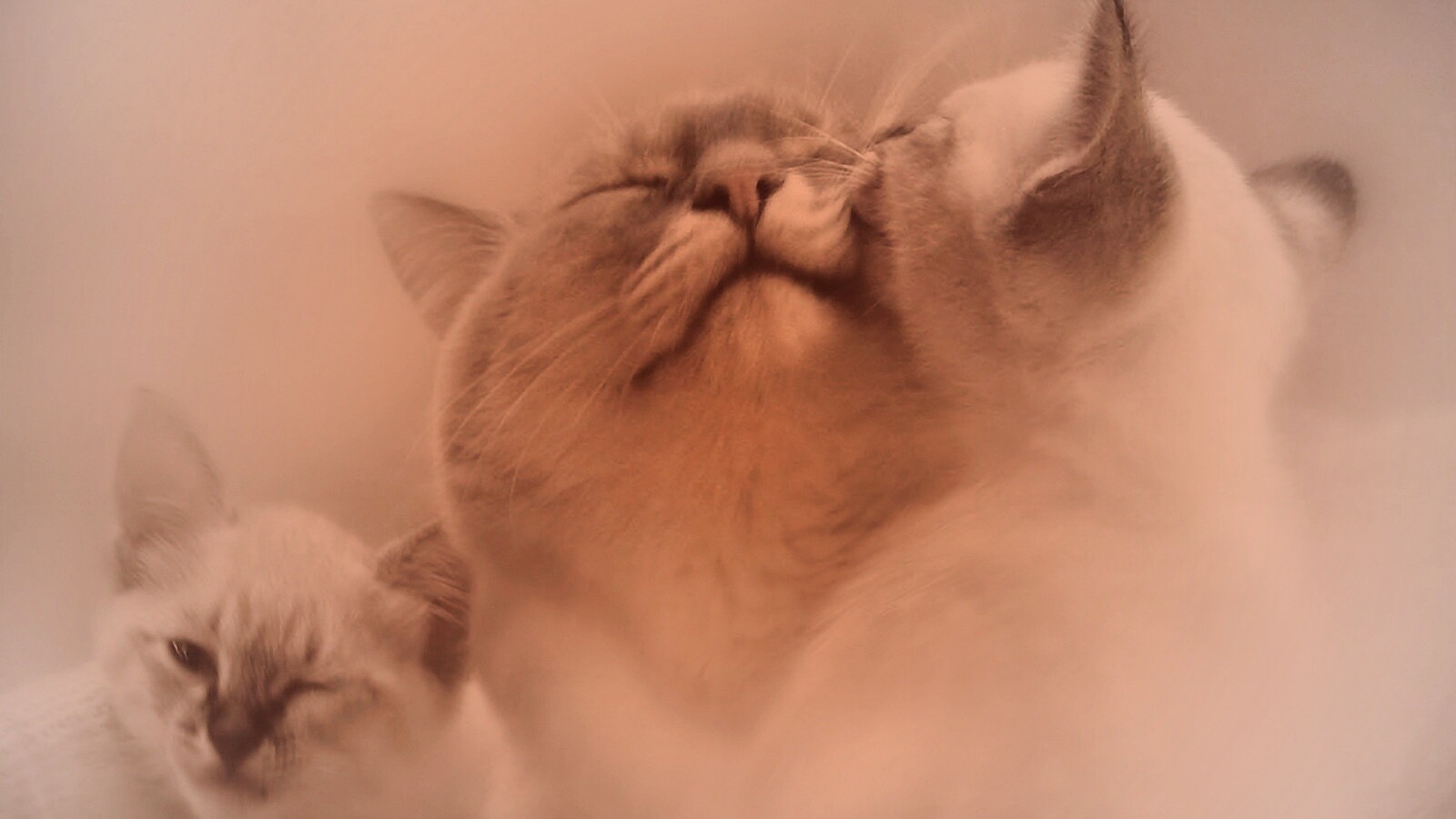 Котята с мамой обои